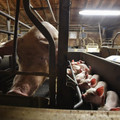 Pig on a farm with slatted floor Pig in tiny cage with piglets