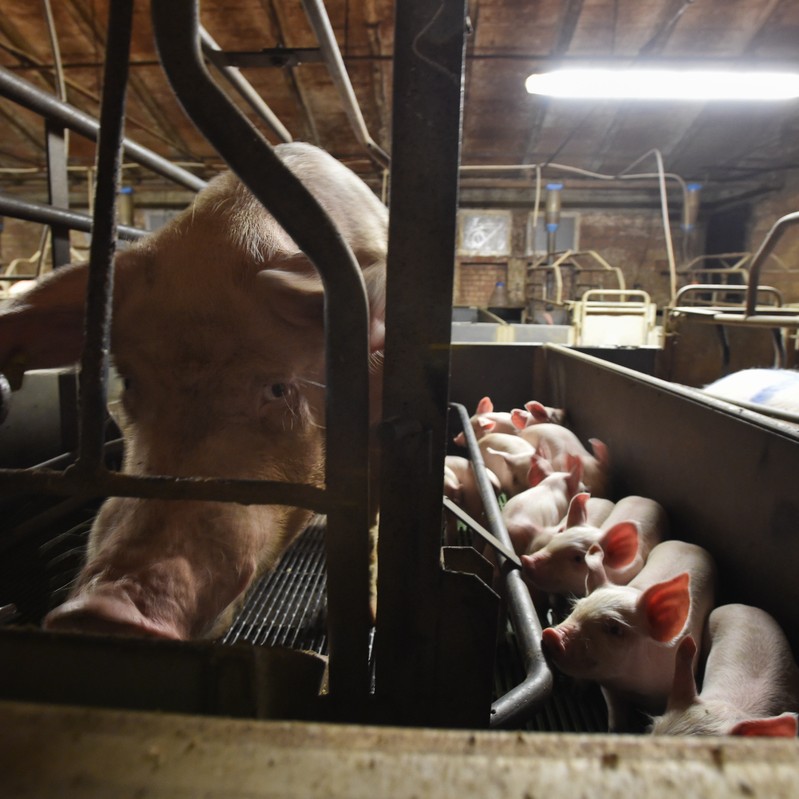 Pig on a farm with slatted floor Pig in tiny cage with piglets