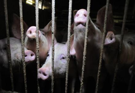 Pig farming