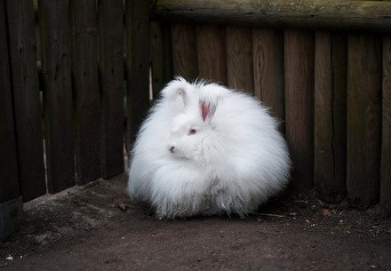 Angora rabbit