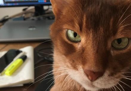 Cat at home
