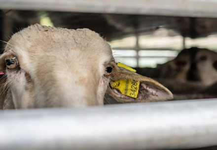 Cows in live animal transport