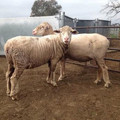 Sheep with docked tails