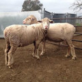 Sheep with docked tails