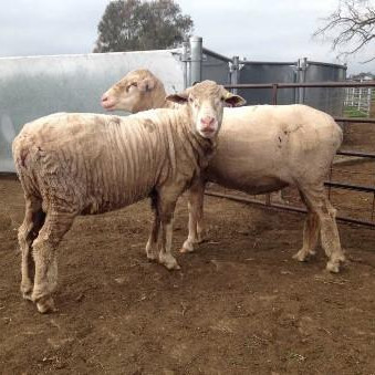 Sheep with docked tails