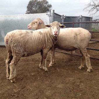 Sheep with docked tails
