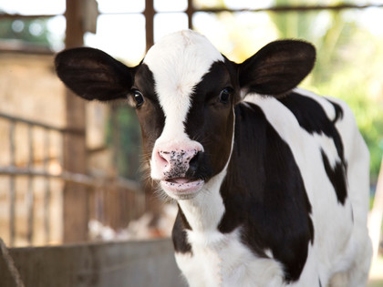 Calf