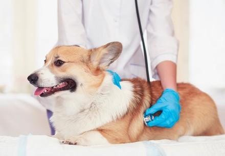 Dog at the vet