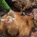 Bad handling of goats while shearing Bad handling of goats while shearing