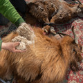 Bad handling of goats while shearing Bad handling of goats while shearing