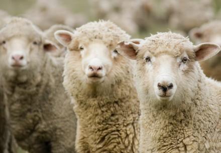 Three Australian sheep