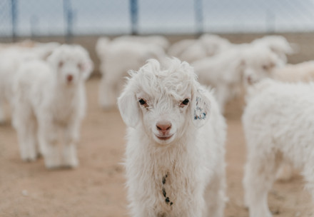 Cashmere goat lamb