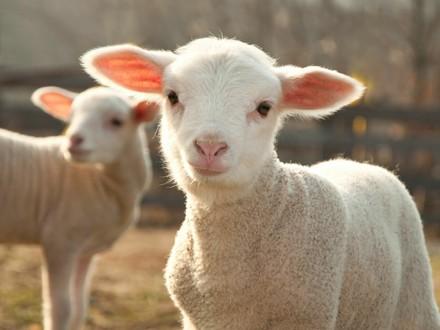 Lamb
