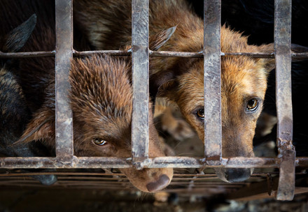 dogs in a cage