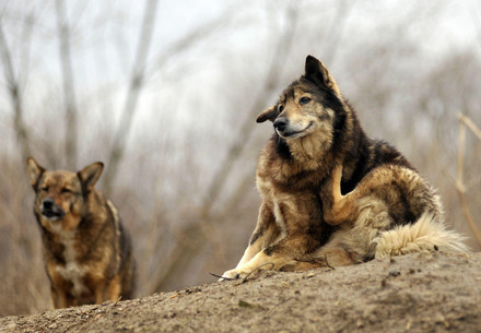 There are millions of stay animals across the globe Two stray dogs