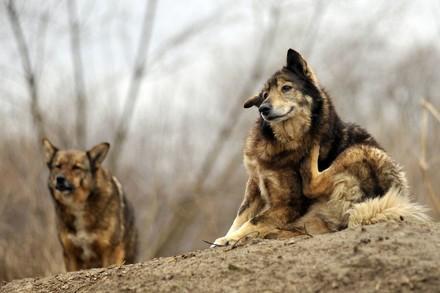 Two stray dogs 