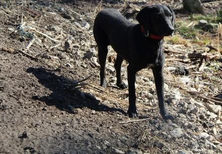 Rescue Dog Max