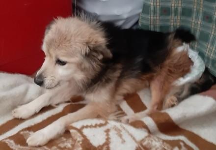 Dog Zhulia
