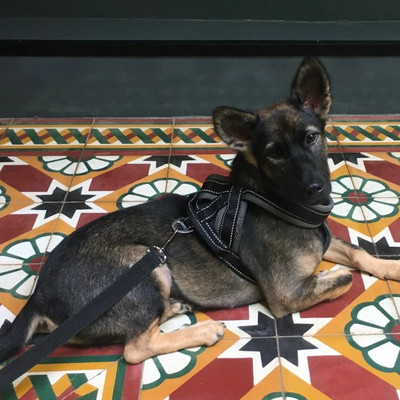 Rescue dog Rashi