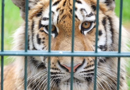 Tiger in a cage