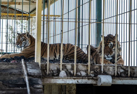 Rescue Tigers Mafalda, Sandro, Gustavo and Messi #TrainTigers in the train wagon in Argentina