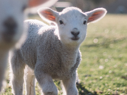 Lamb