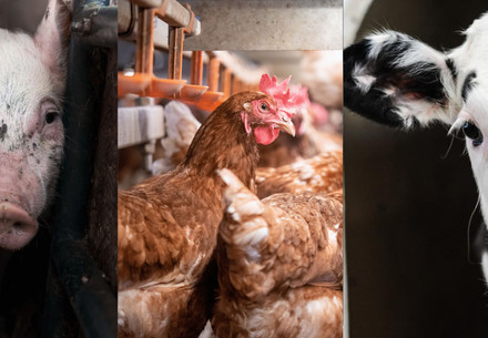 European Commission Rows Back on Animal Welfare Reforms