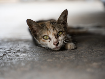stray cat