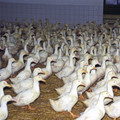 Many ducks on a farm Many ducks on a farm