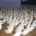 Density in waterfowls stalls Density in waterfowls stalls