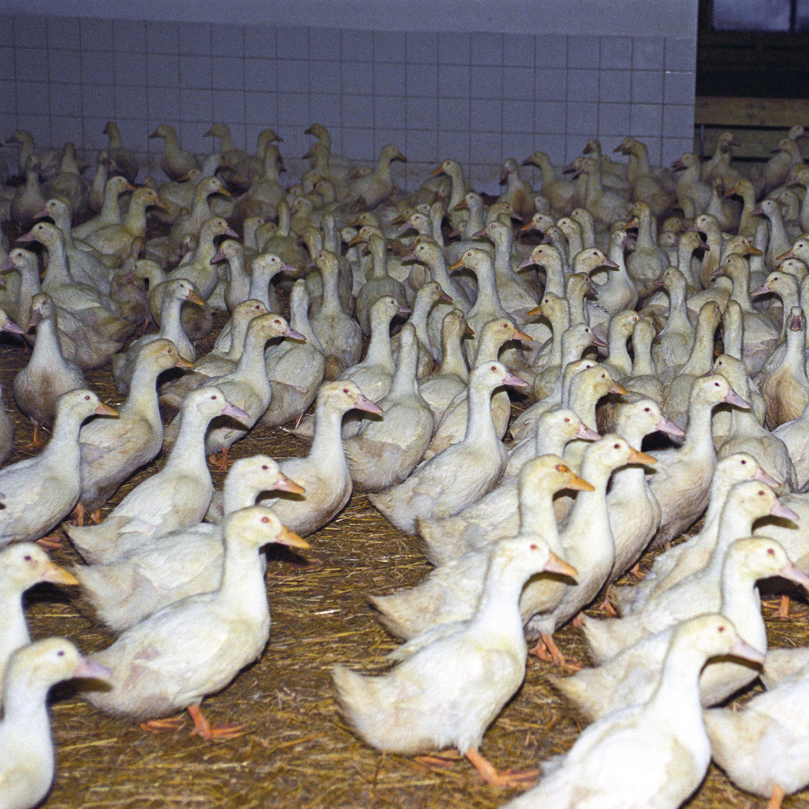 Many ducks on a farm Many ducks on a farm