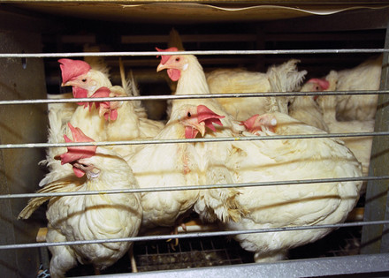 Mink farm