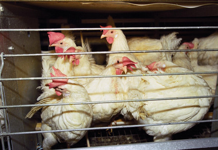 #EndTheCageAge #EndTheCageAge