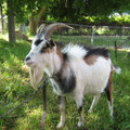 Tethering of a goat Tethering of a goat