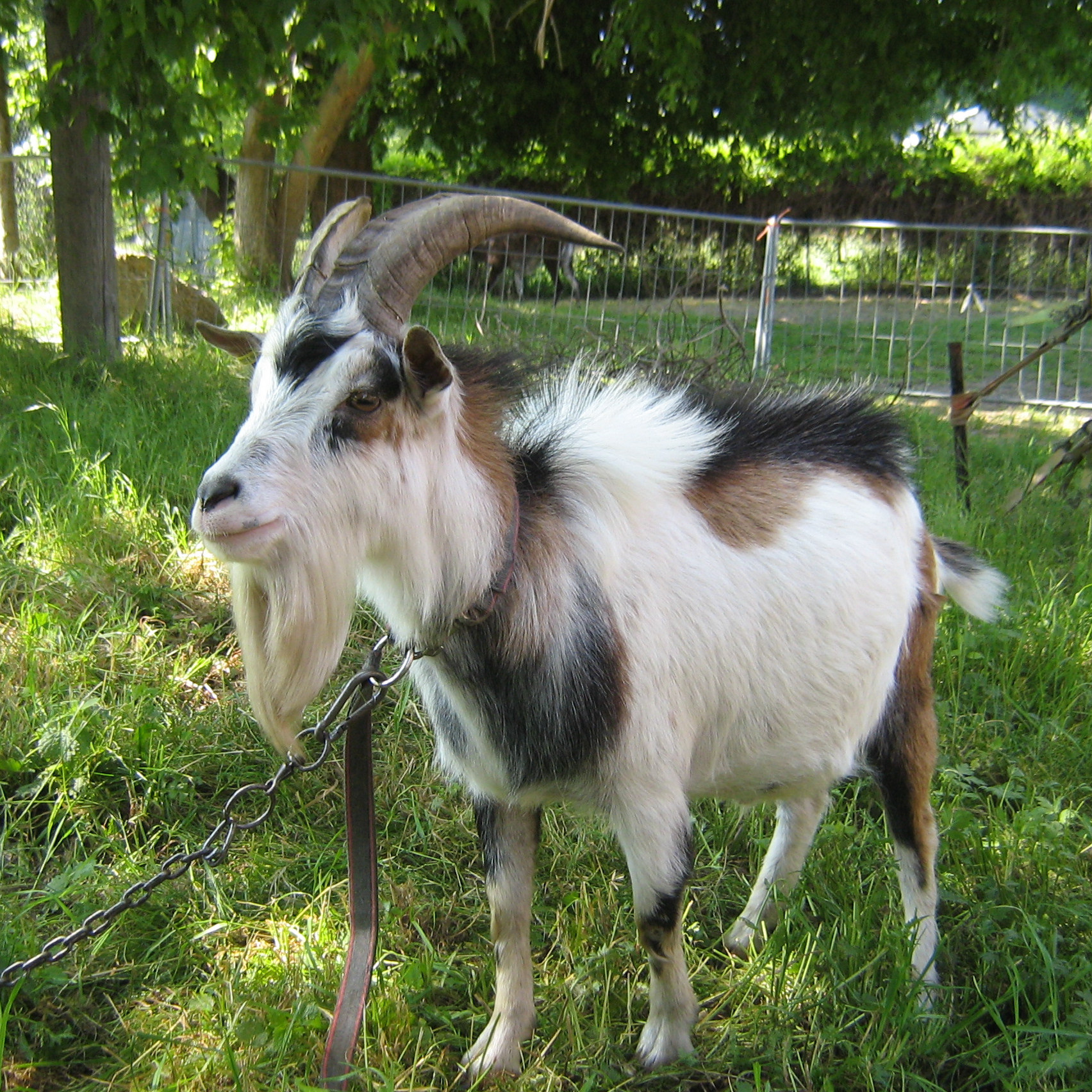 Tethering of a goat Tethering of a goat