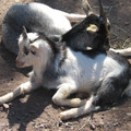 Young goats Young goats