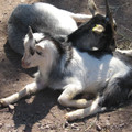 Young goats cuddling Young goats cuddling