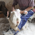 Live feather plucking Live feather plucking