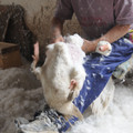 Live feather plucking Live feather plucking