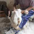 Live feather plucking of a goose Live feather plucking of a goose