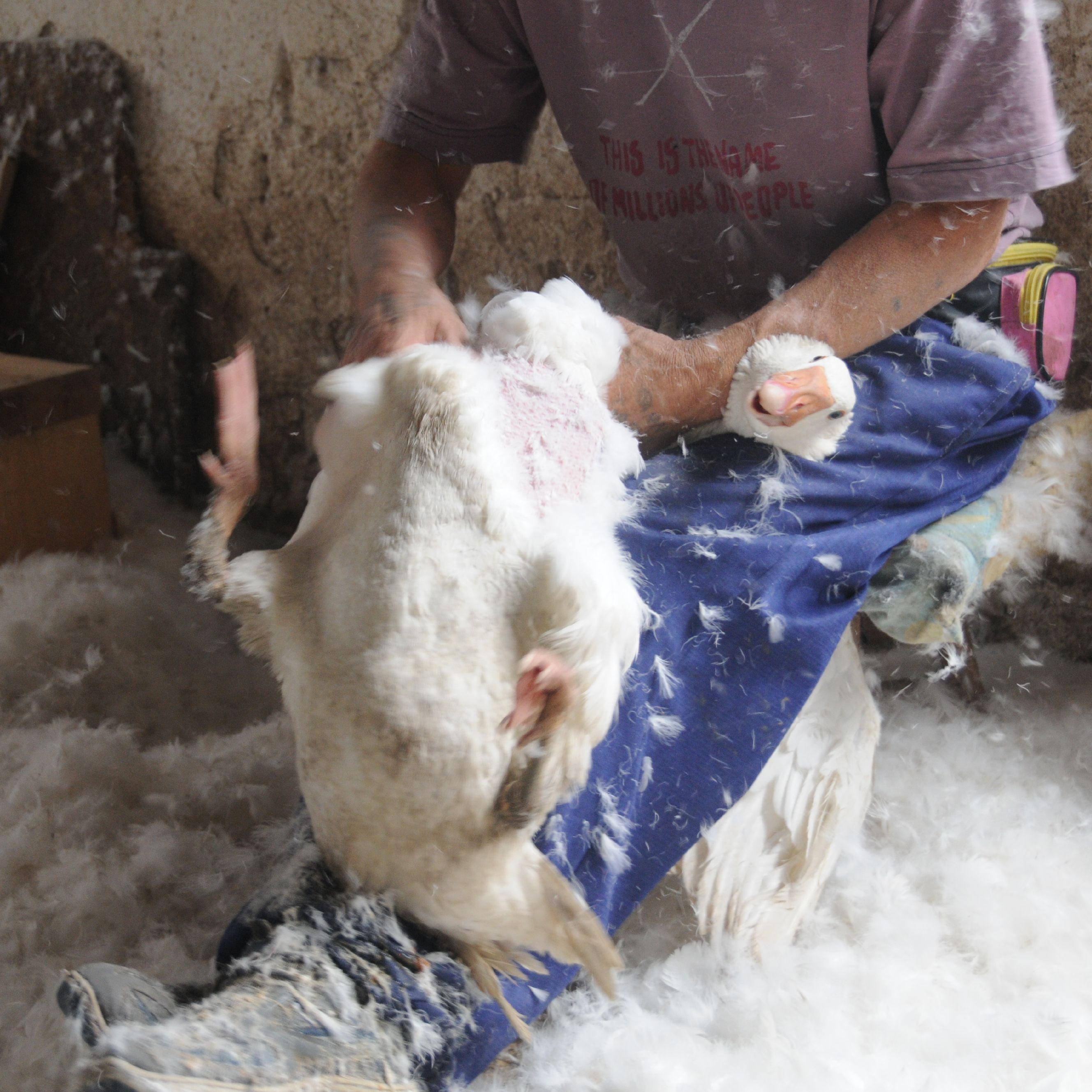 Live feather plucking of a goose