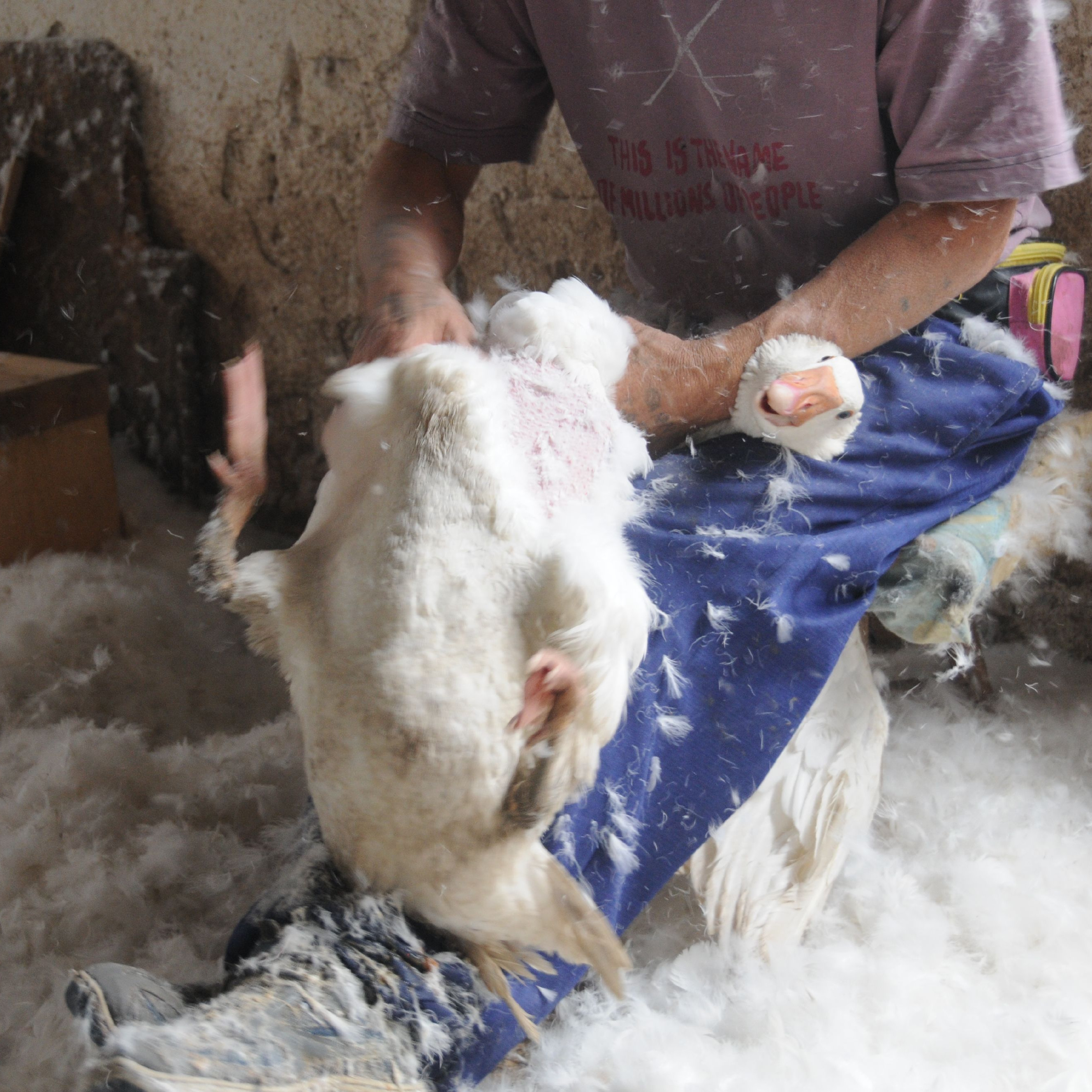 Live feather plucking Live feather plucking