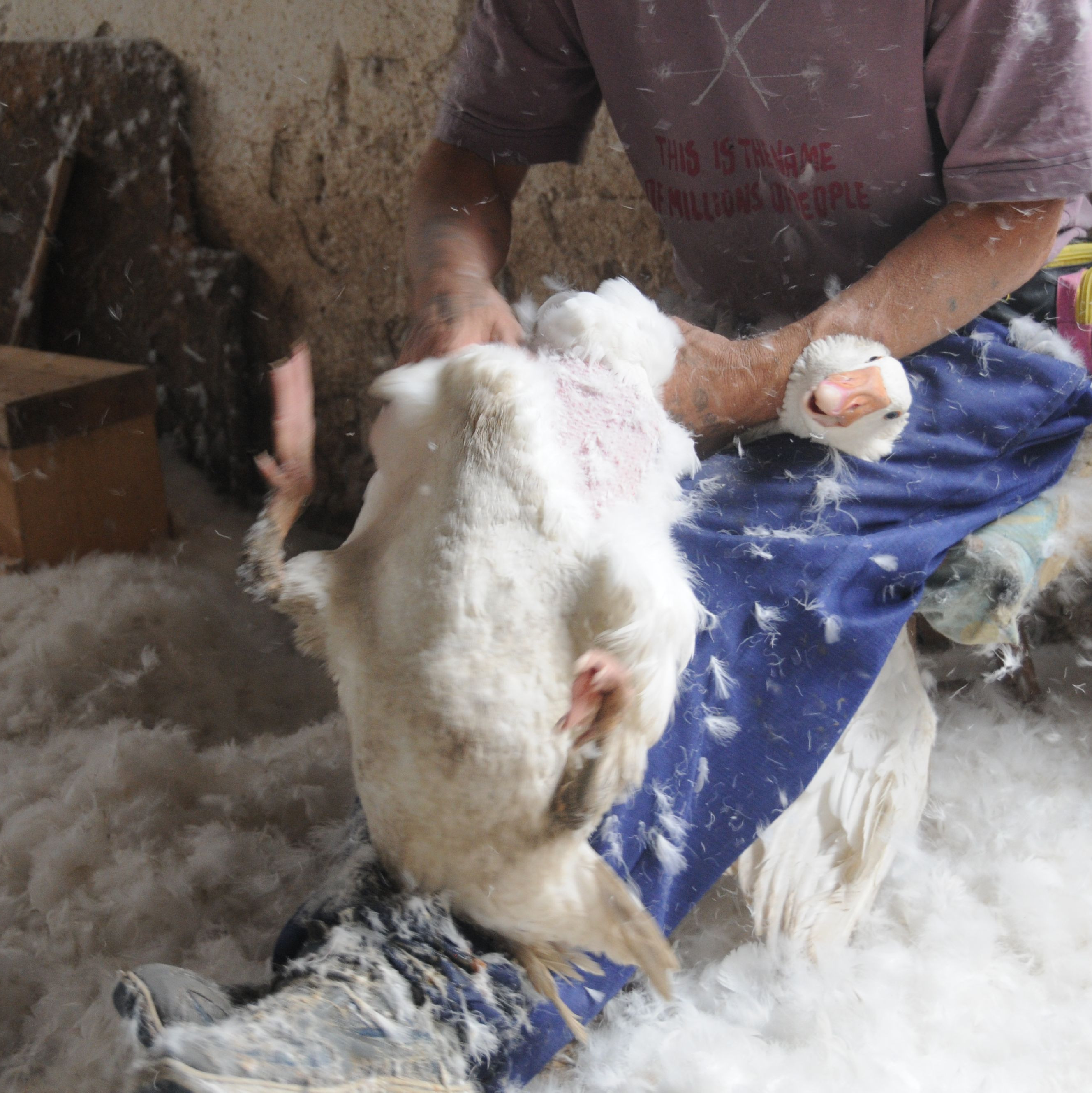 Live feather plucking of a goose