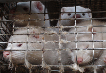Mink in a cage