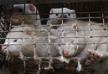 Peek & Cloppenburg Joins Fur Free Retailer Program