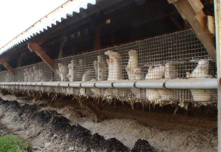 Milk Farm