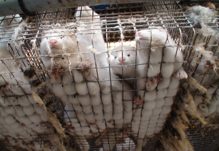 Mink Farm in Poland