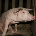 Pig in intensive farming Pig in intensive farming