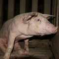 Pig in intensive farming Pig in intensive farming