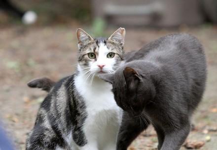 Two cats